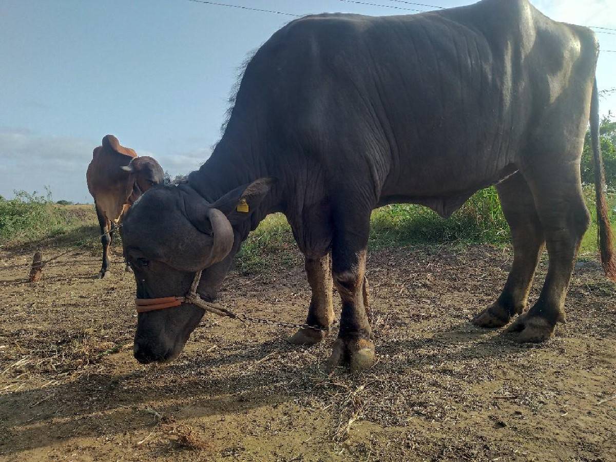 ઝાફરાબાદી ભેંશ