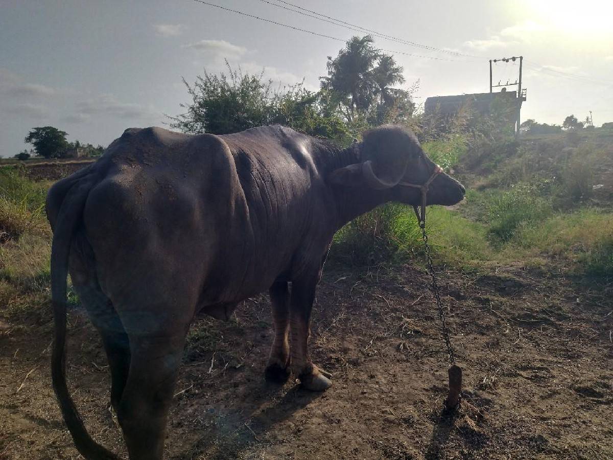 ઝાફરાબાદી ભેંશ