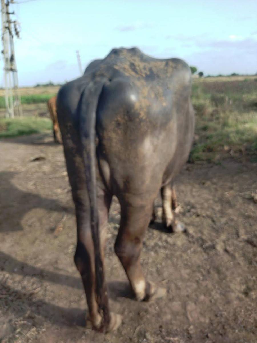 ઝાફરાબાદી ભેંશ