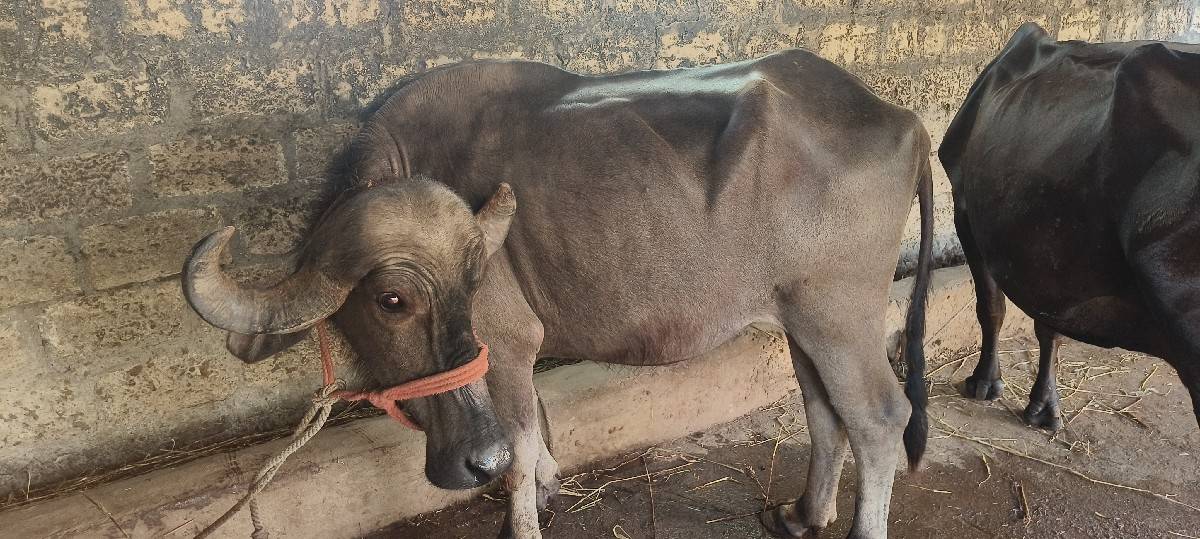 ખડાય વેચવાની છે
