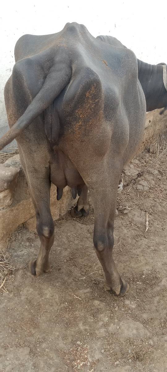 ભેસ.વેસવાની