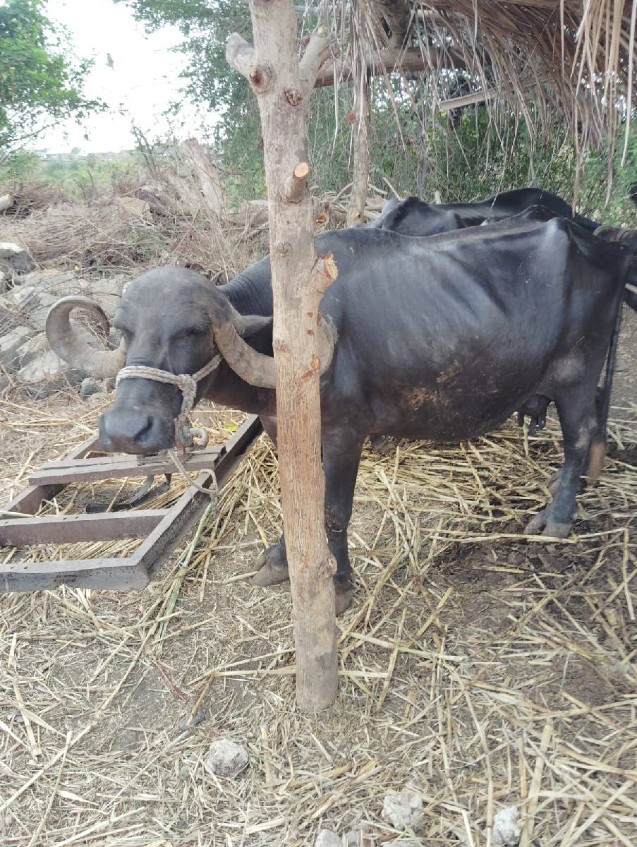 ભેંસ વેચવાની છે