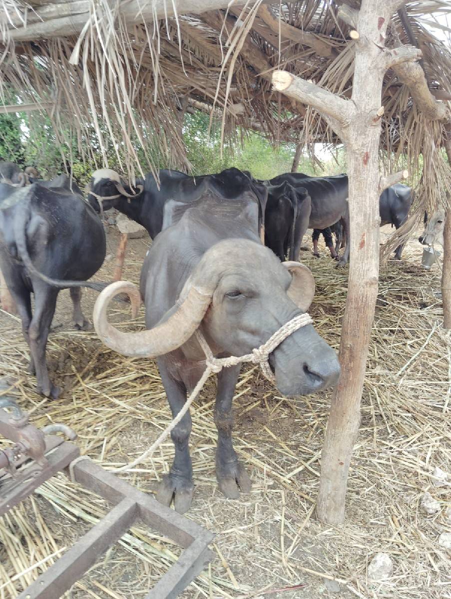ભેંસ વેચવાની છે