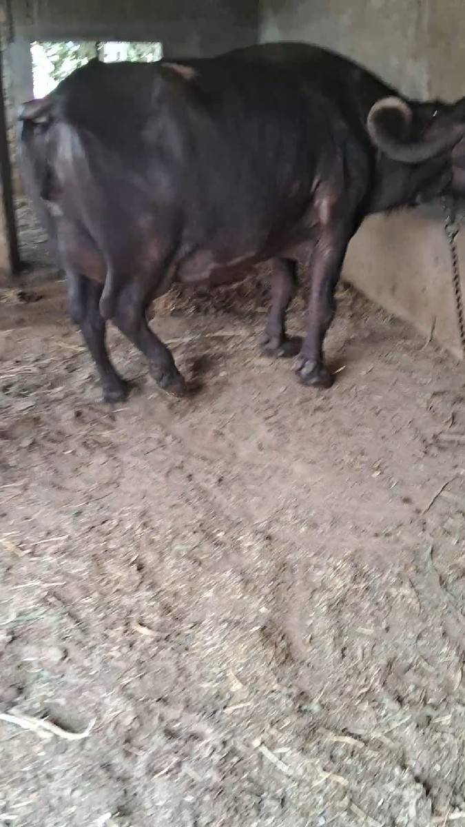 ભેસ વેસવાની સે