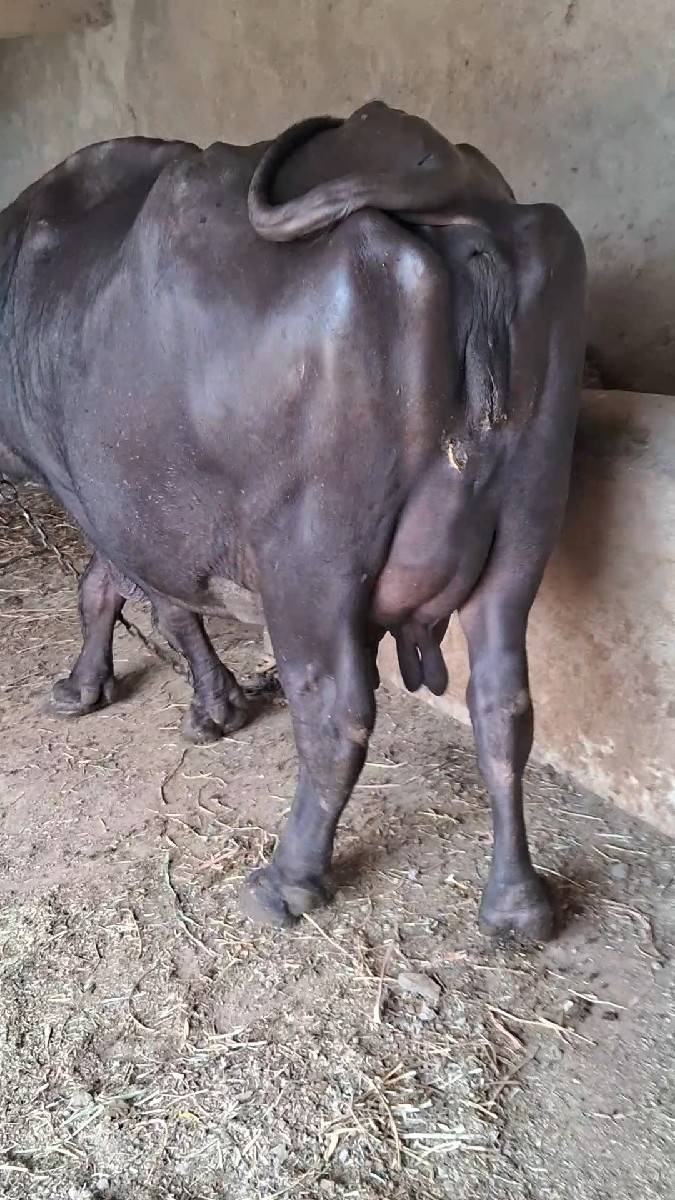ભેસ વેસવાની સે