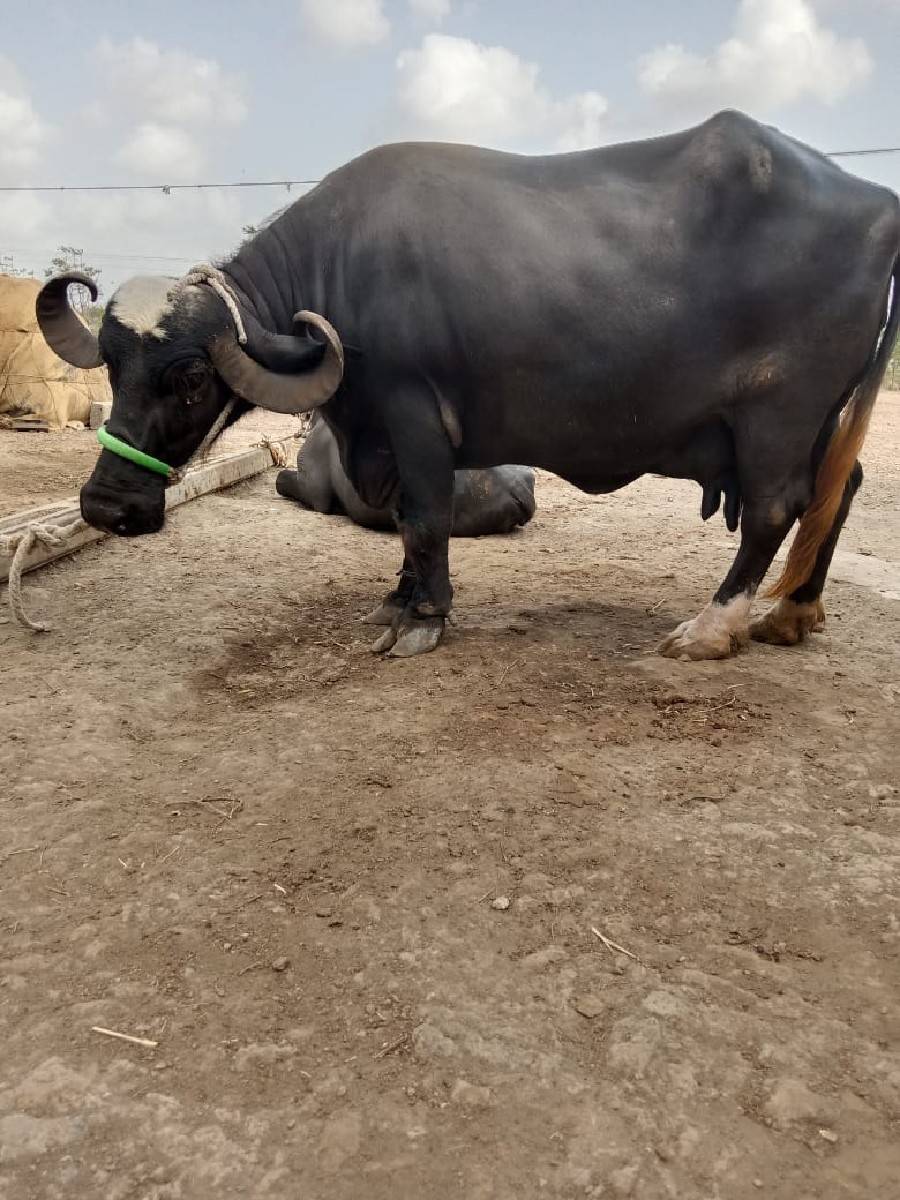 2ભેશ વેચવાની છે