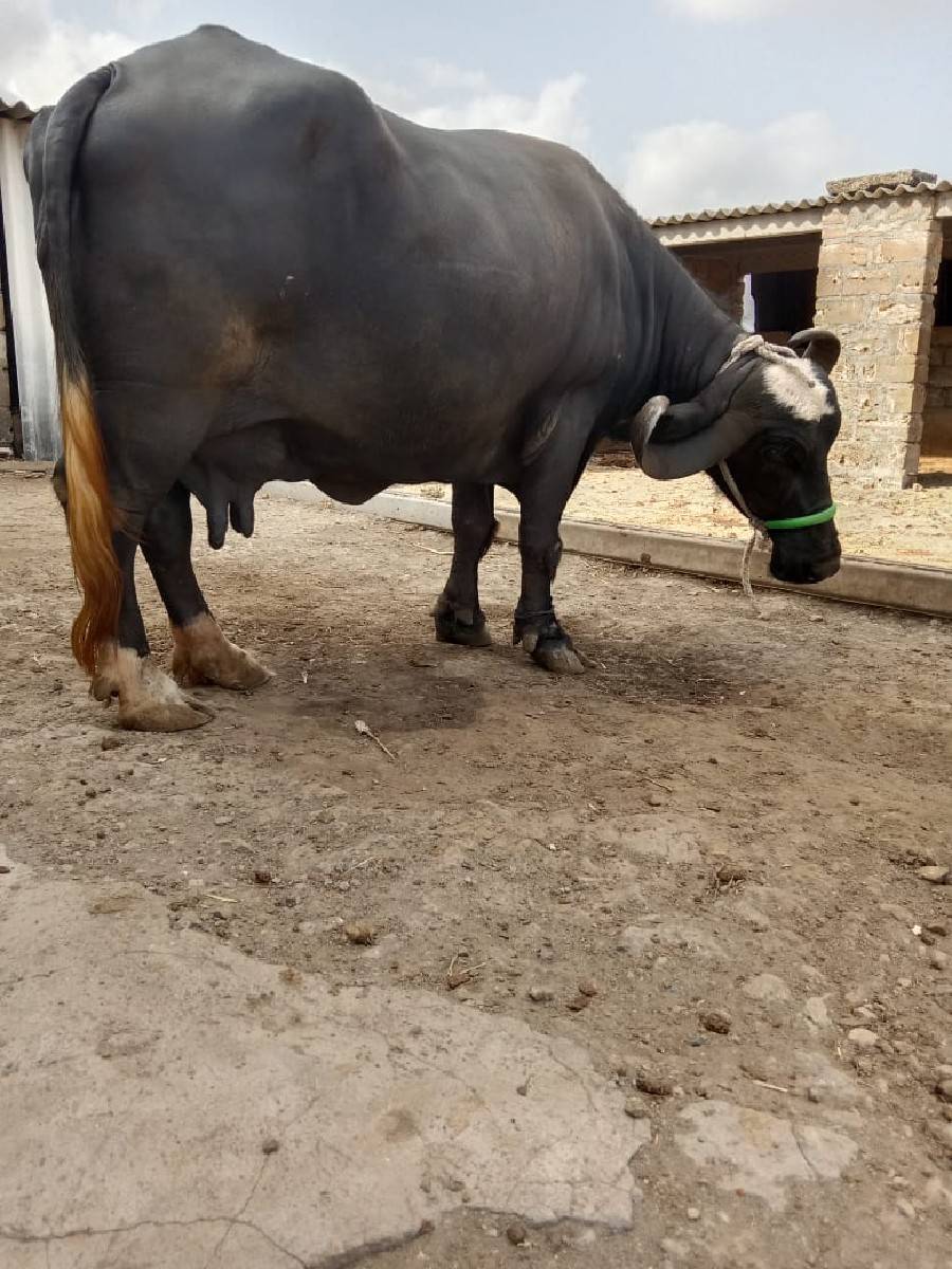 2ભેશ વેચવાની છે