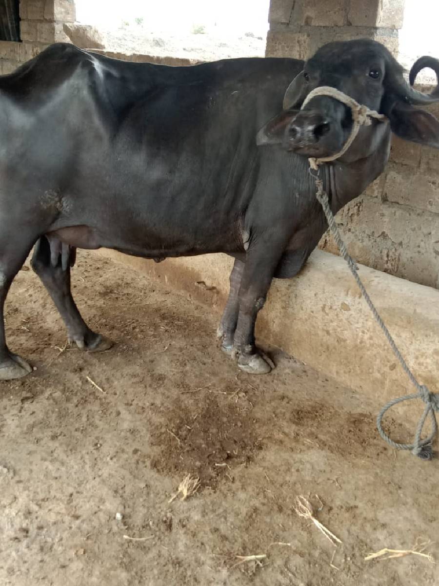 2ભેશ વેચવાની છે