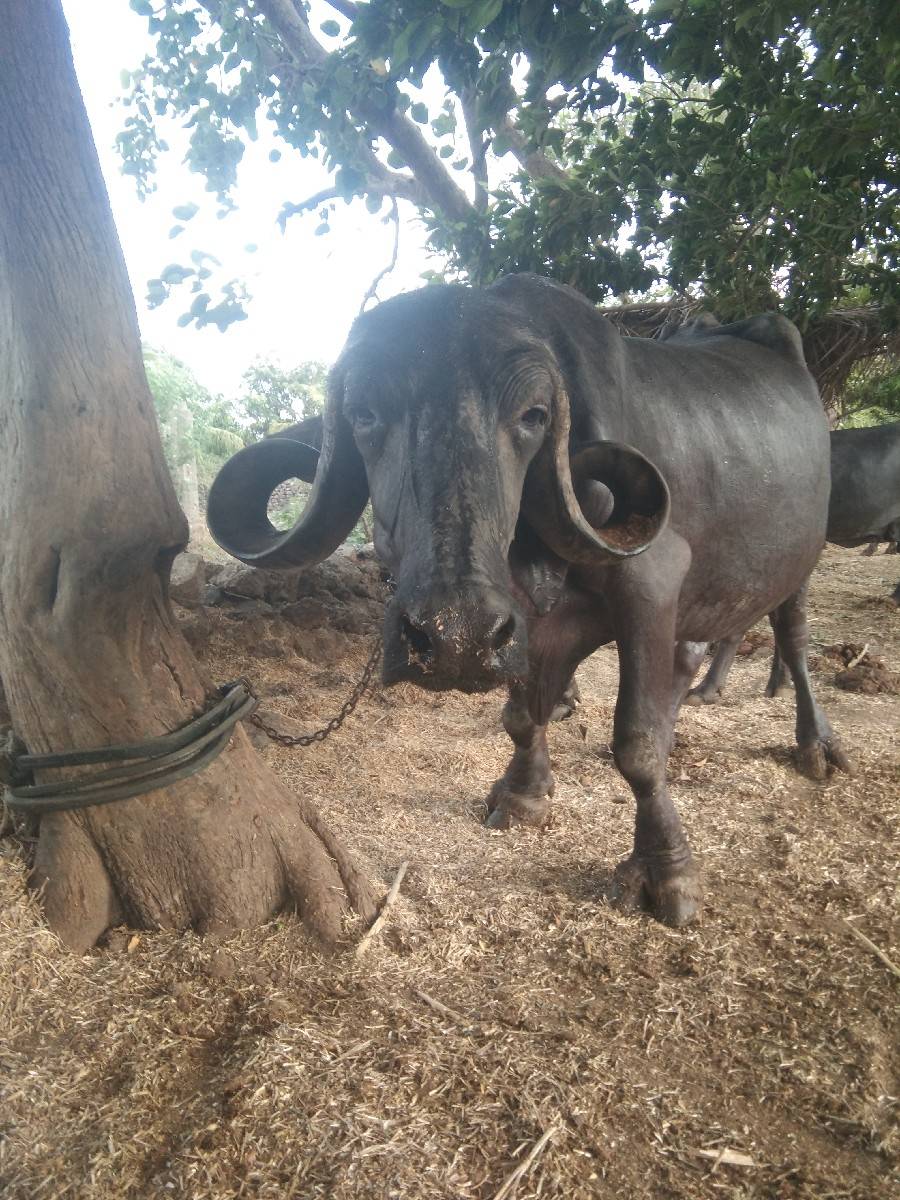 બિજુ વેતર વીયાસે  15 દીવસની કાસી