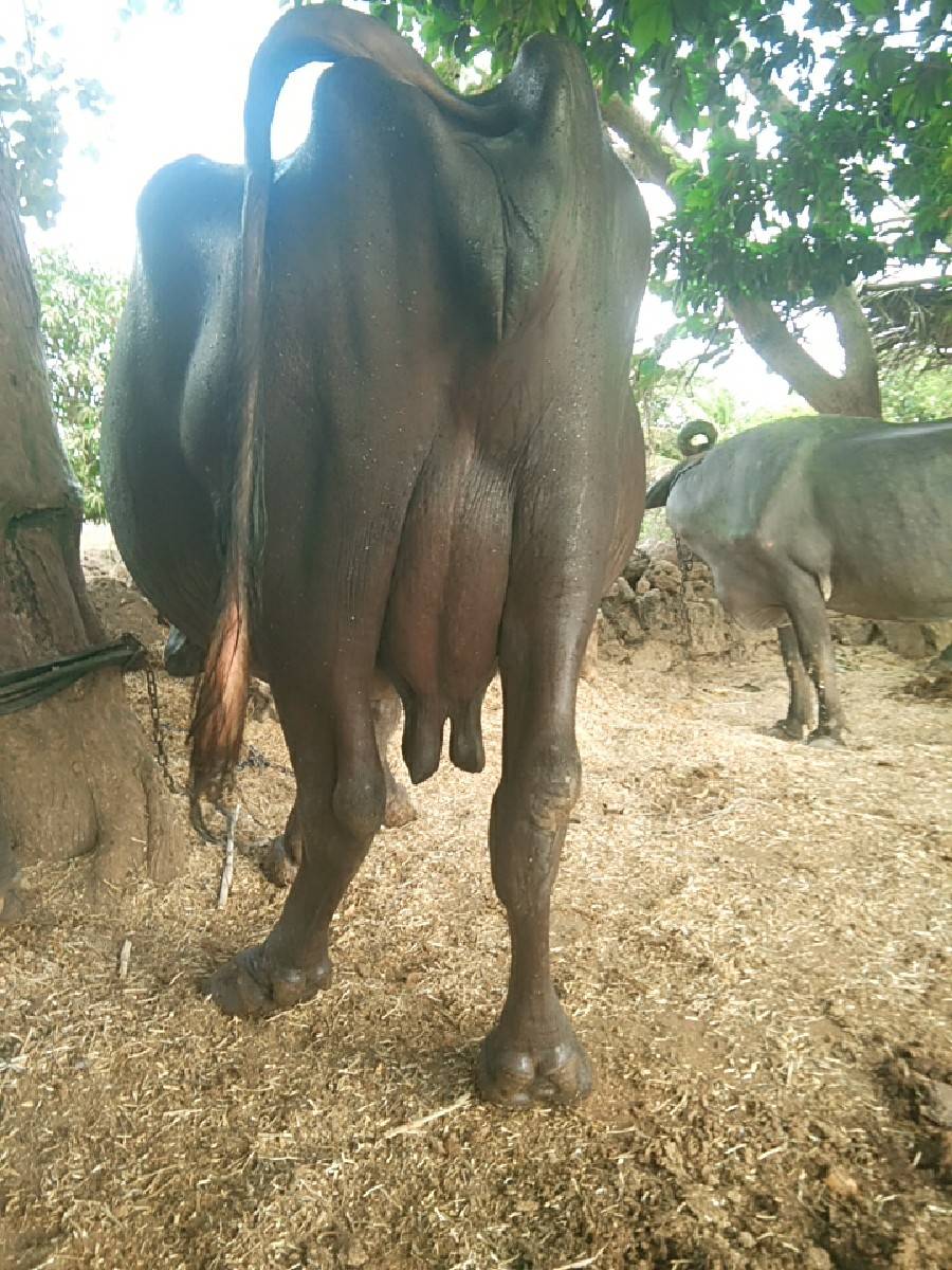 બિજુ વેતર વીયાસે  15 દીવસની કાસી
