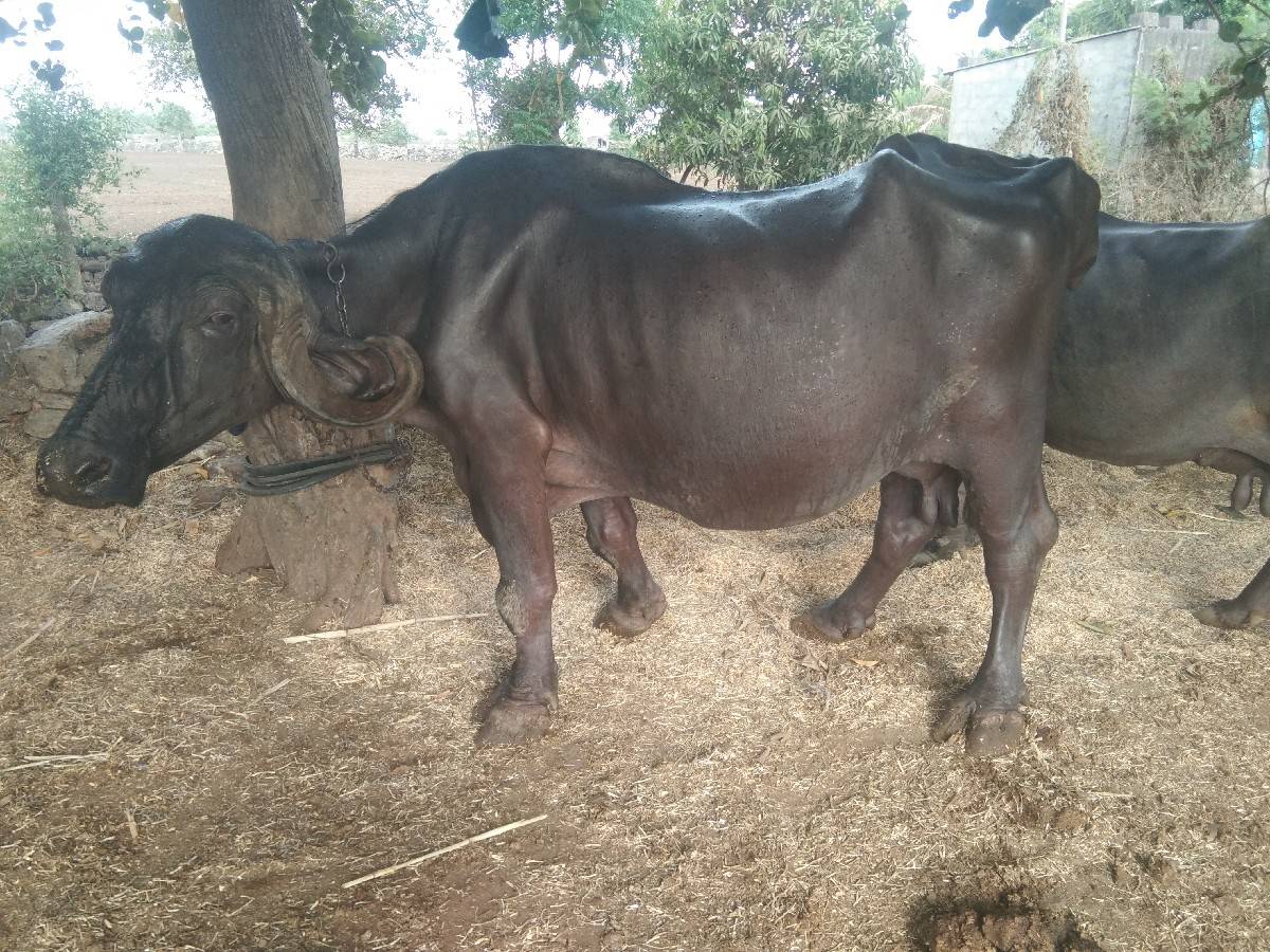 બિજુ વેતર વીયાસે  15 દીવસની કાસી