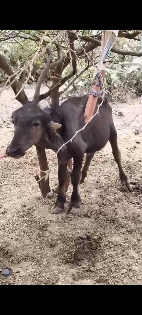 પાડો ને પાડી