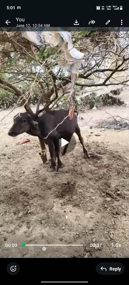 પાડો ને પાડી