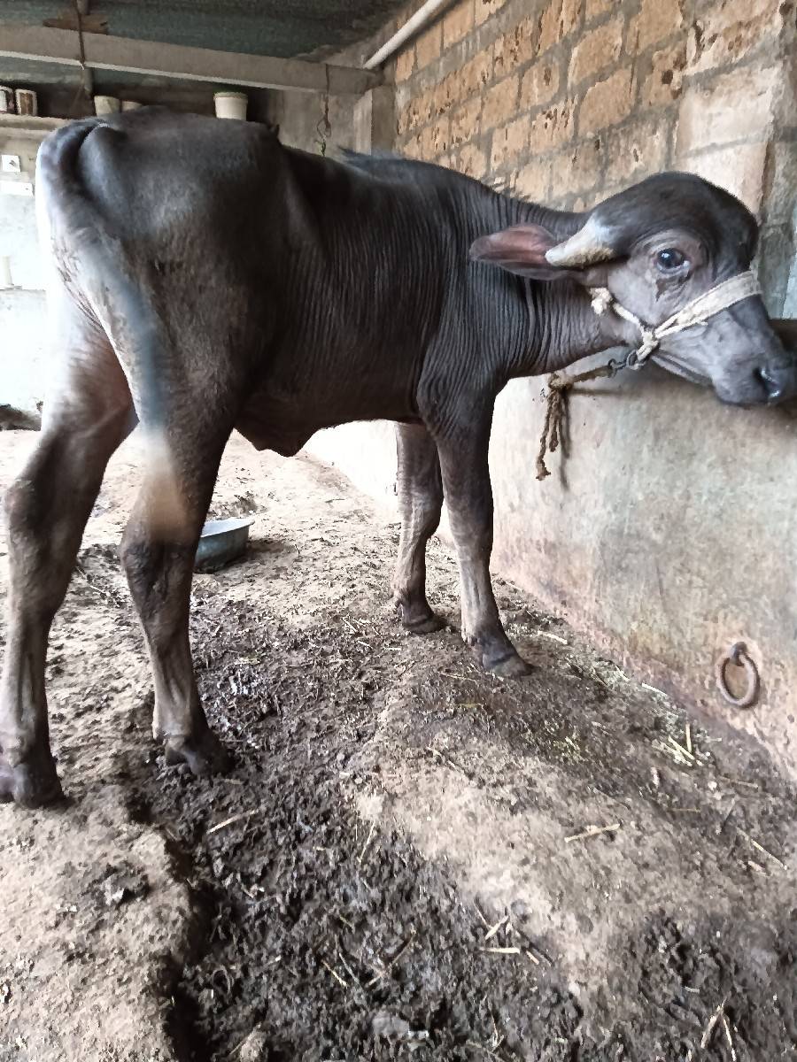 પાડો વેચવાનો છે.