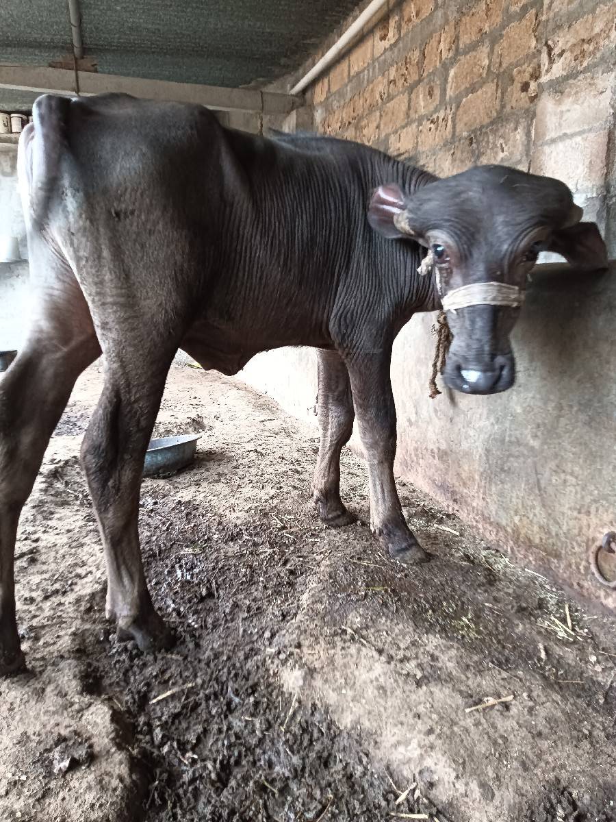 પાડો વેચવાનો છે.