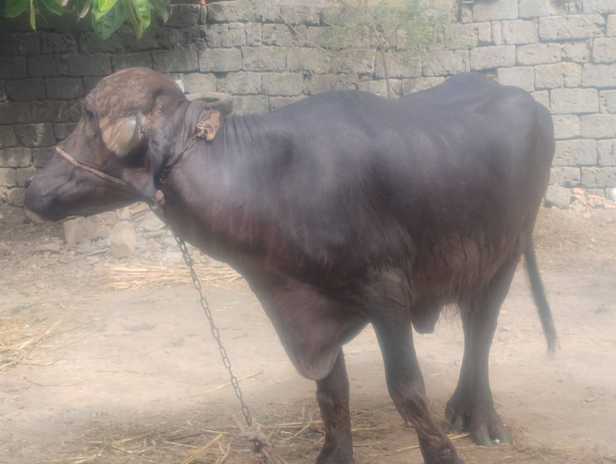 ભેંસ વેચવાની છે