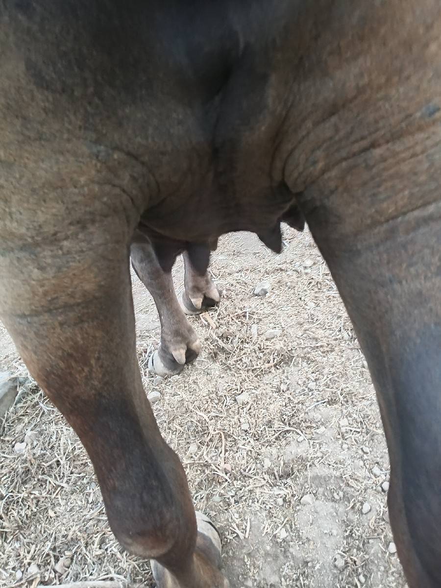 પેલું વેતર છે જાફરાબાદી ખંડેલી