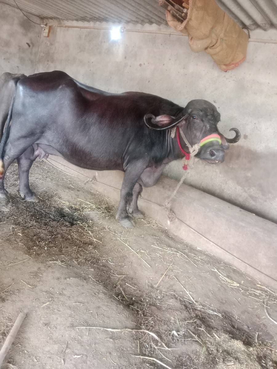 ભેંશ વેચવાની છે 3જુ વેતર