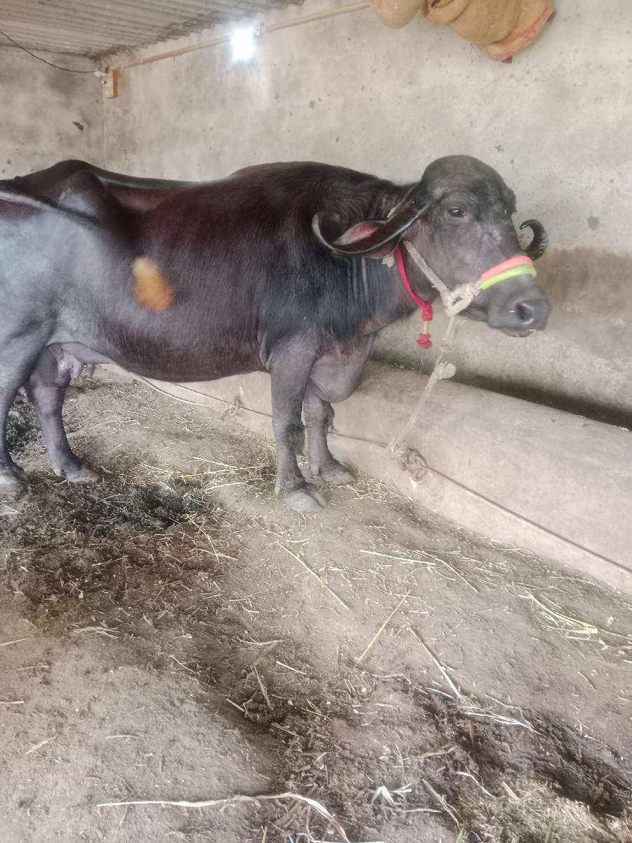 ભેંશ વેચવાની છે 3જુ વેતર