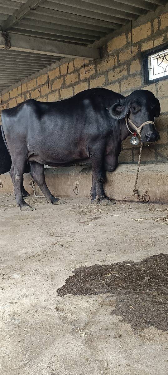 ભેંશ વેચવાની છે