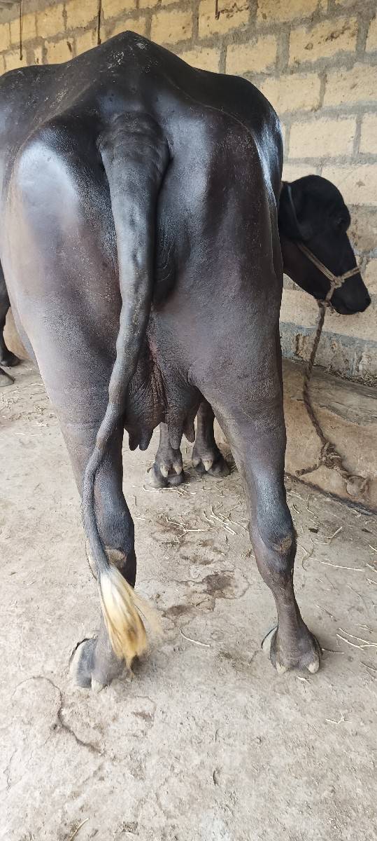 ભેંશ વેચવાની છે