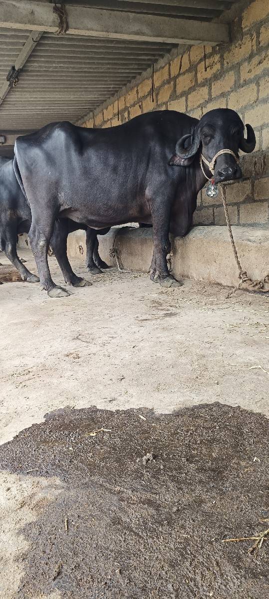 ભેંશ વેચવાની છે