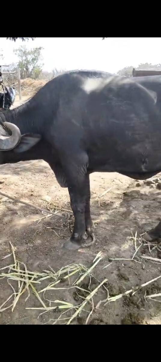 ઓરીજનલ દેશી ટોપલી ખડેલી વેચવાની