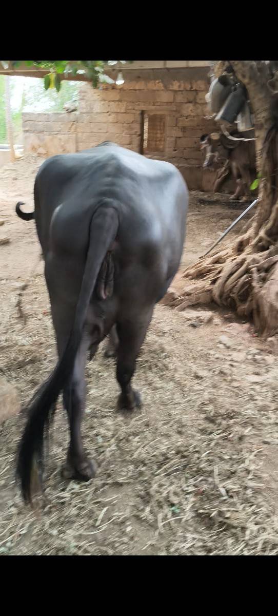 આ ભેંસ વેચવાની છે.
