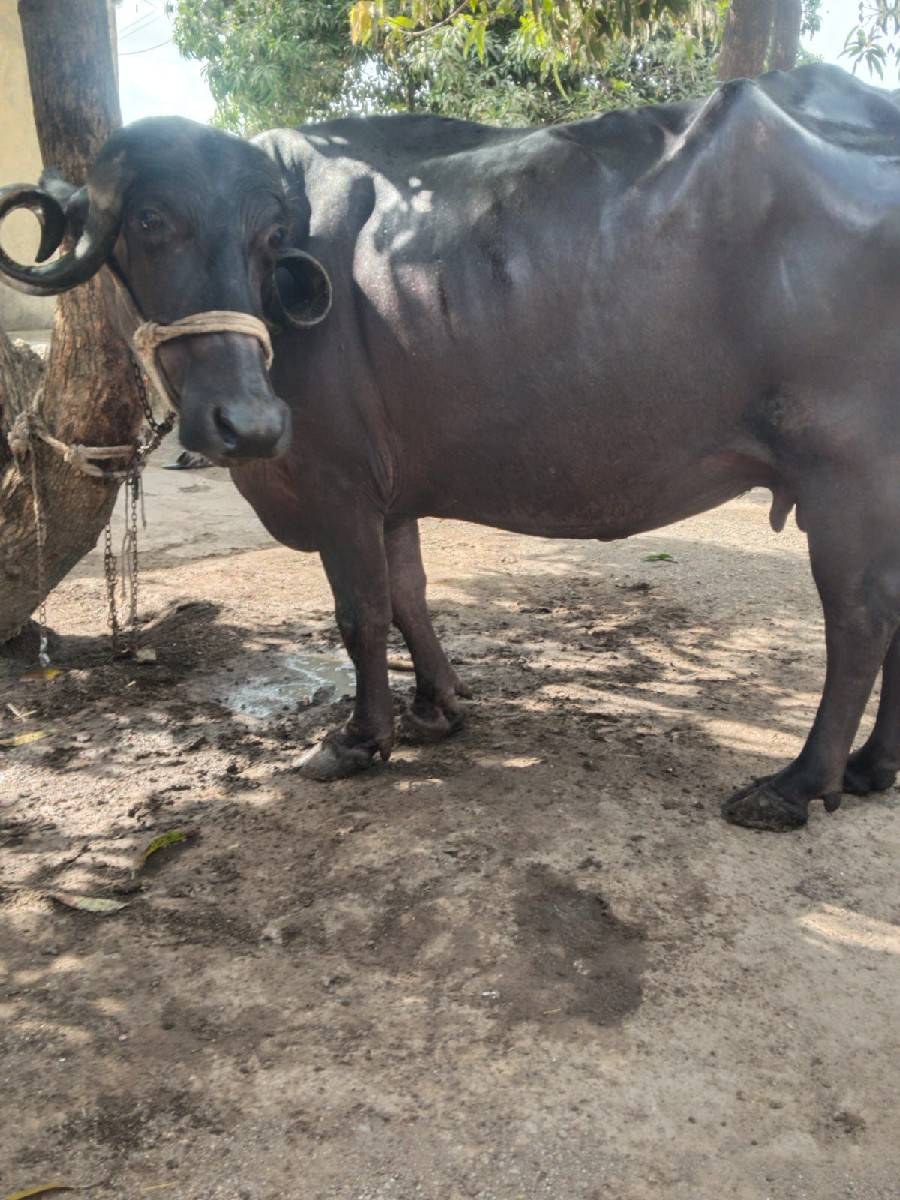 ભેંસ વેચવાની છે