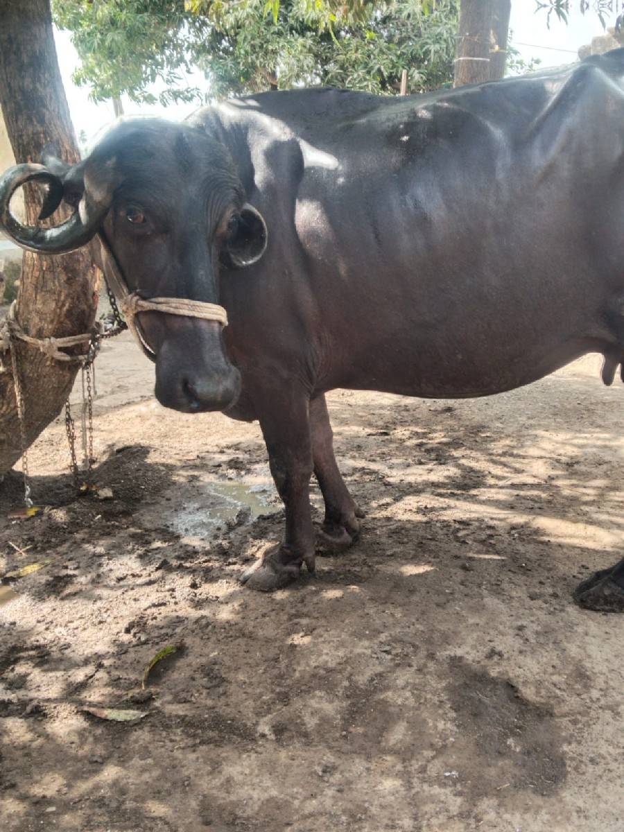ભેંસ વેચવાની છે