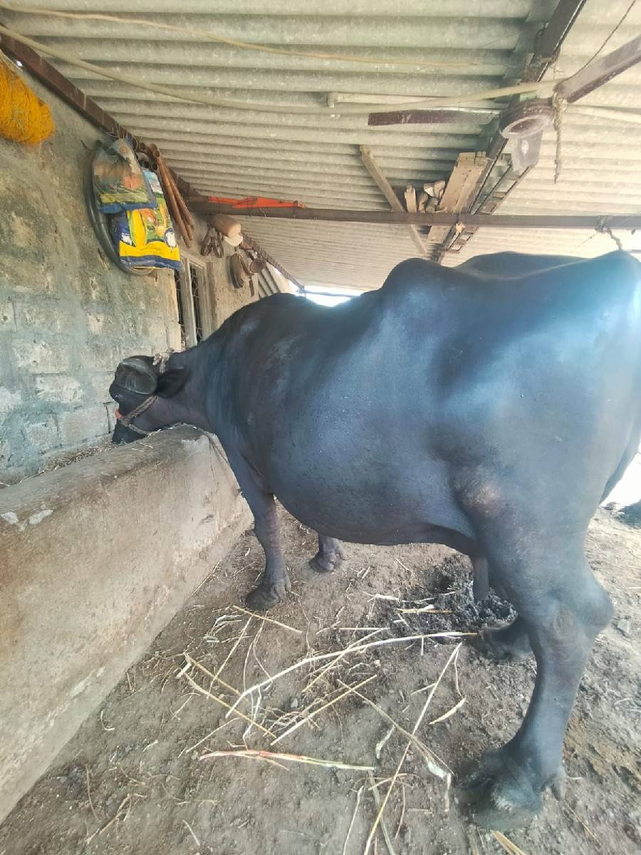 ભેંસ વેચવાની છે