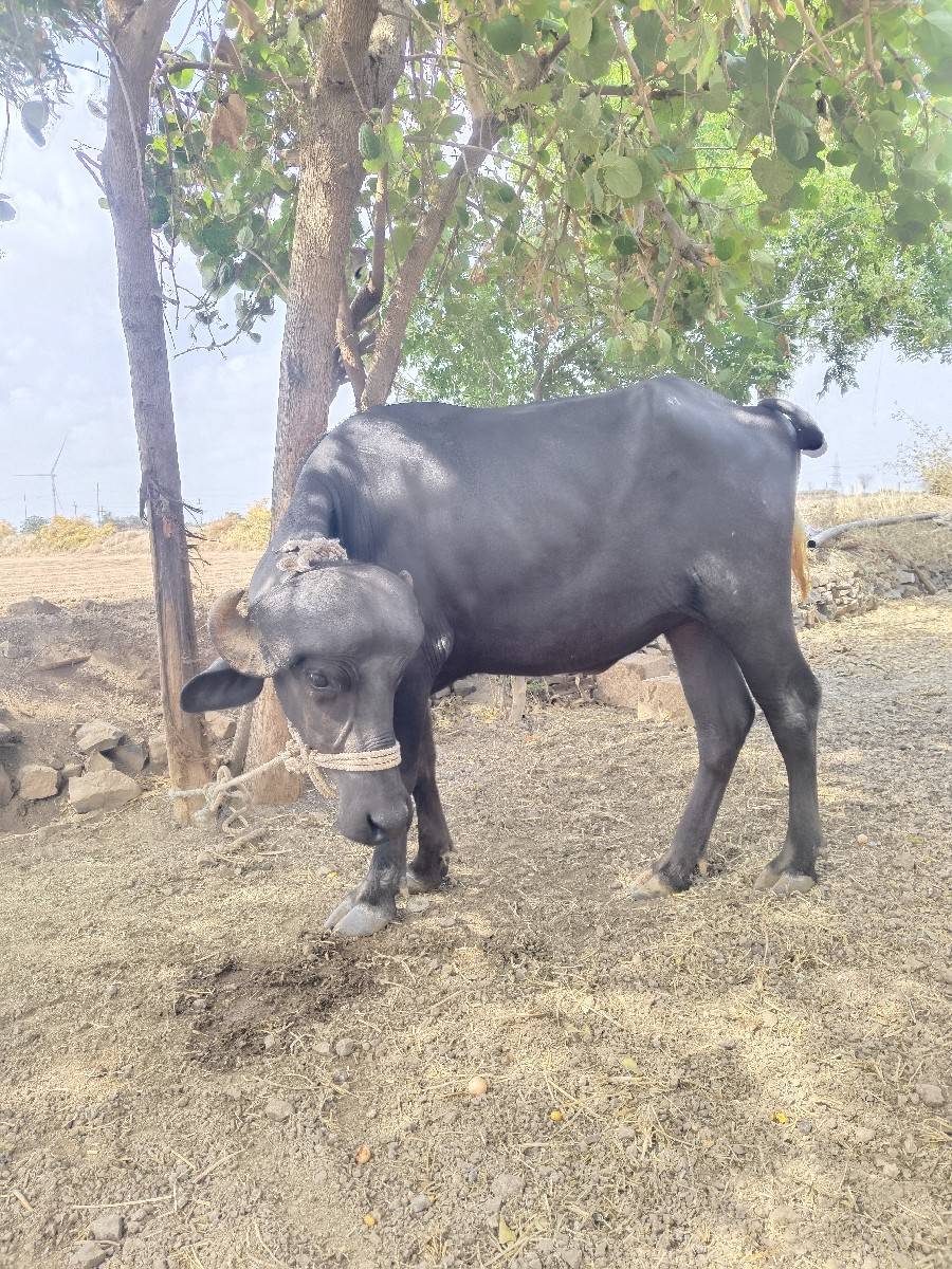 ભેસ વેચવા ની છે 2 વર્ષ ની છે