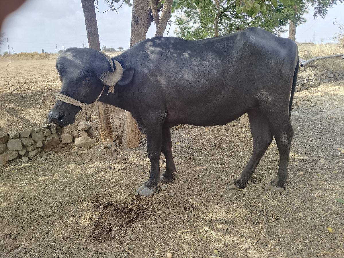 ભેસ વેચવા ની છે 2 વર્ષ ની છે