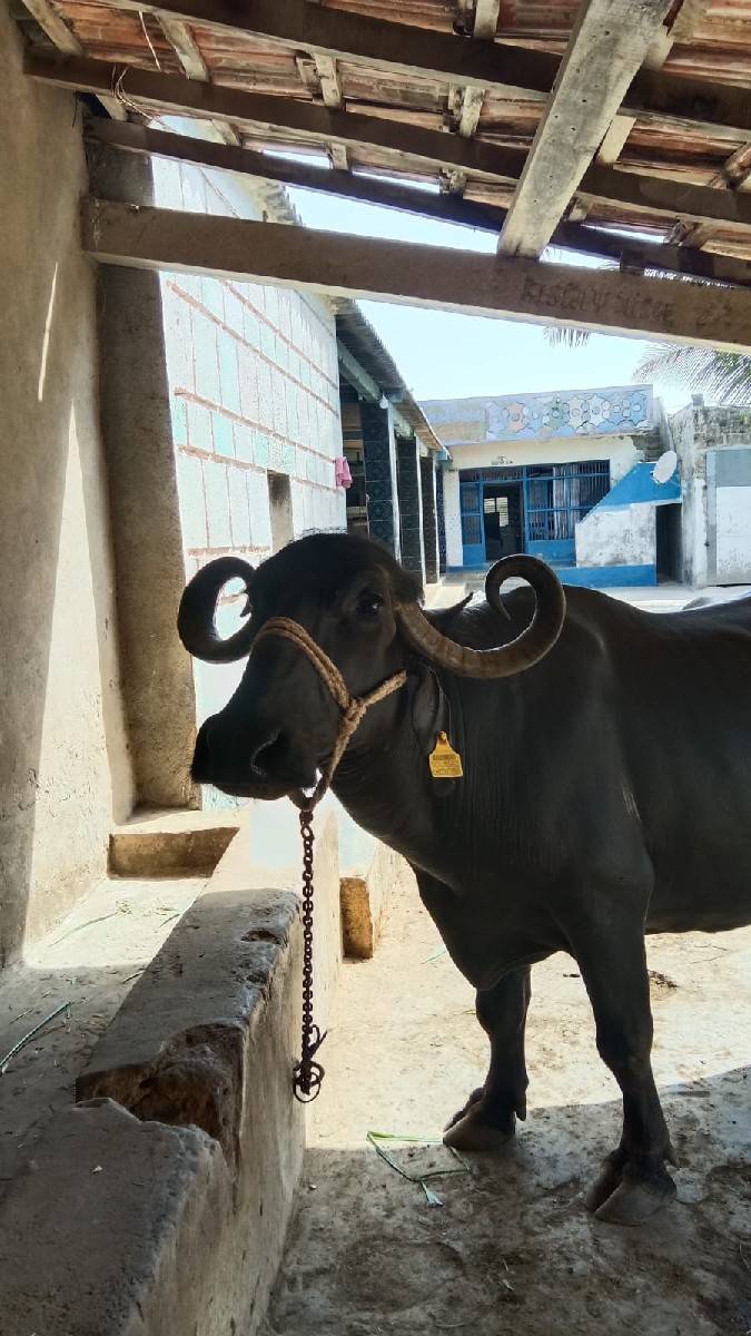 આ ભેંસ વેચવાની છે ટોટલ જવાબદારીથી