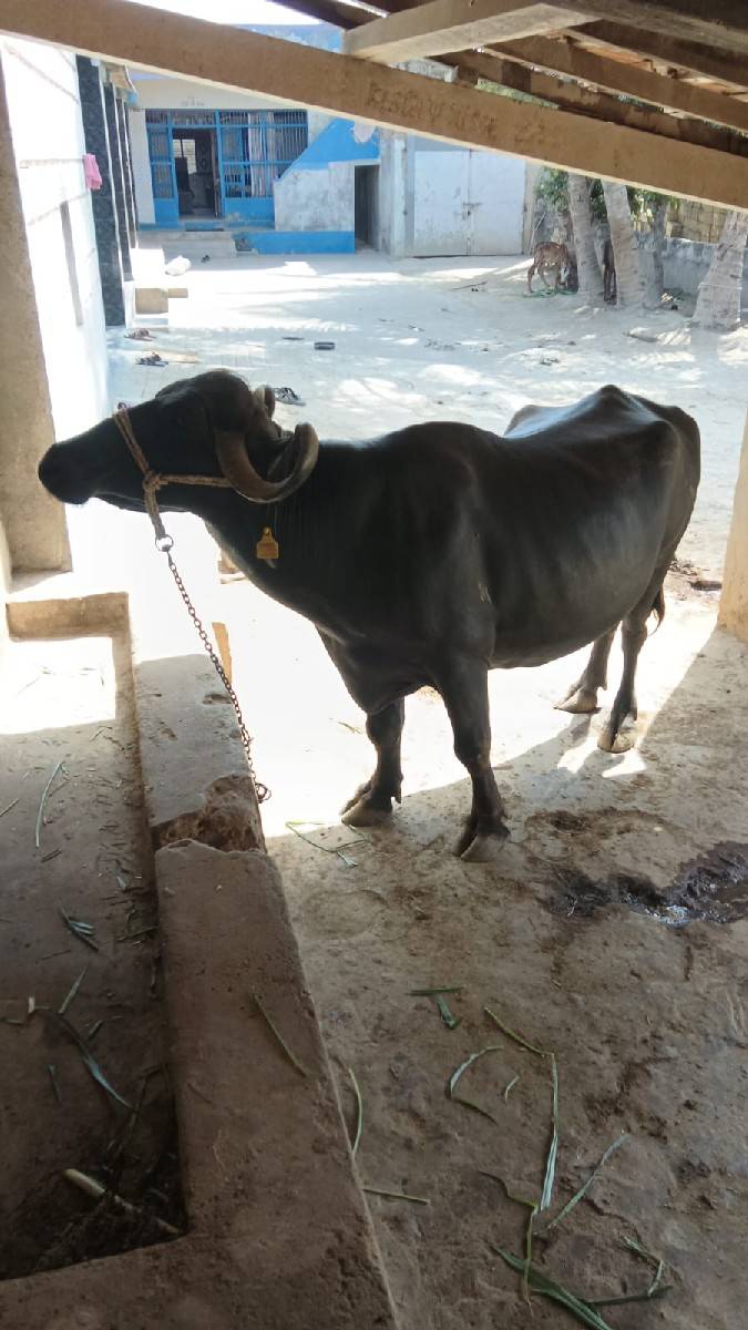 આ ભેંસ વેચવાની છે ટોટલ જવાબદારીથી