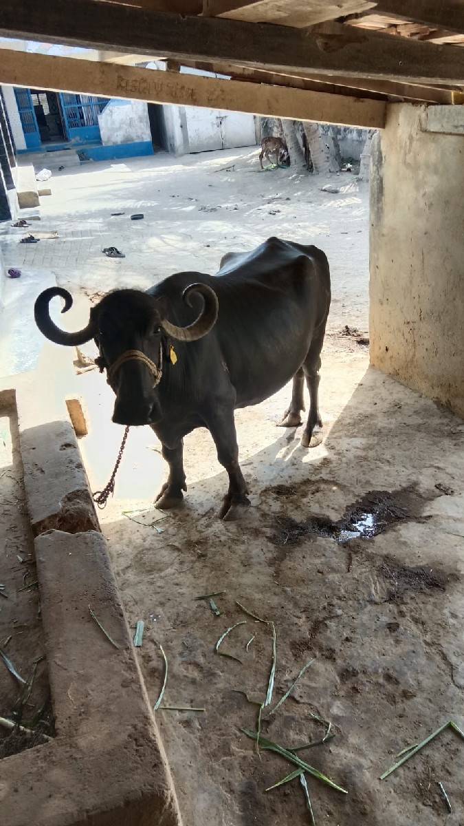 આ ભેંસ વેચવાની છે ટોટલ જવાબદારીથી