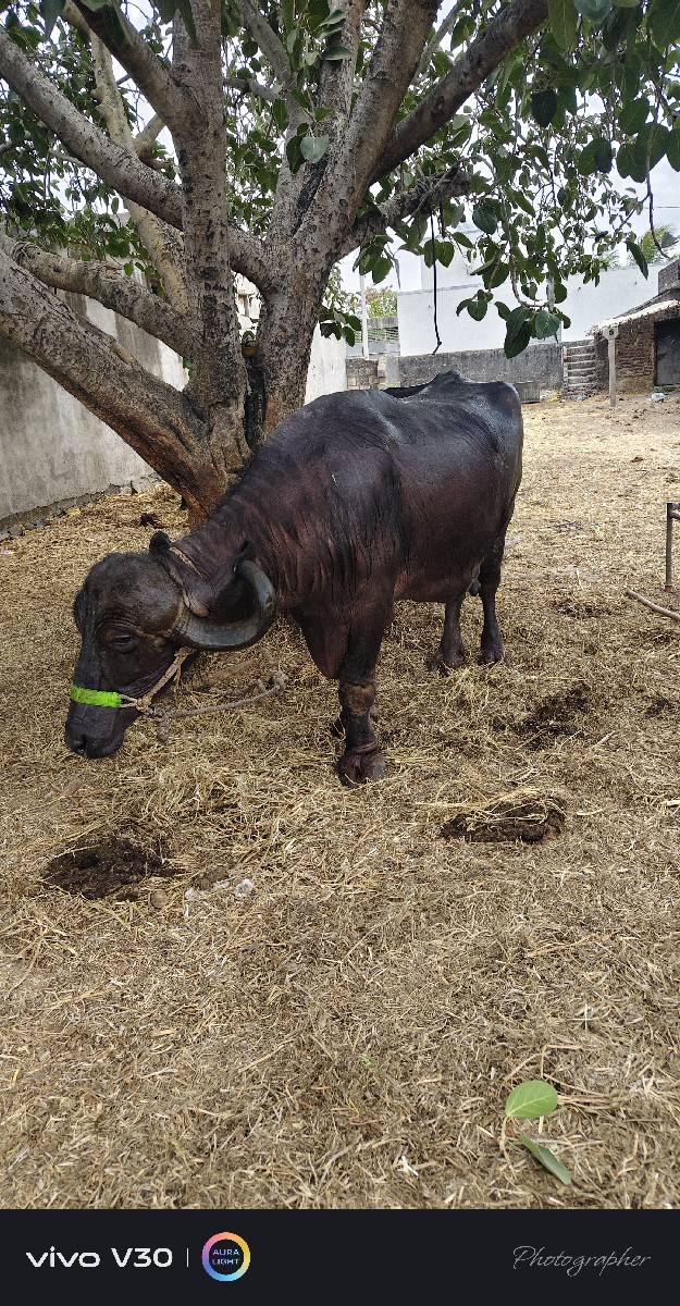 ભેંશ વેચવાની છે