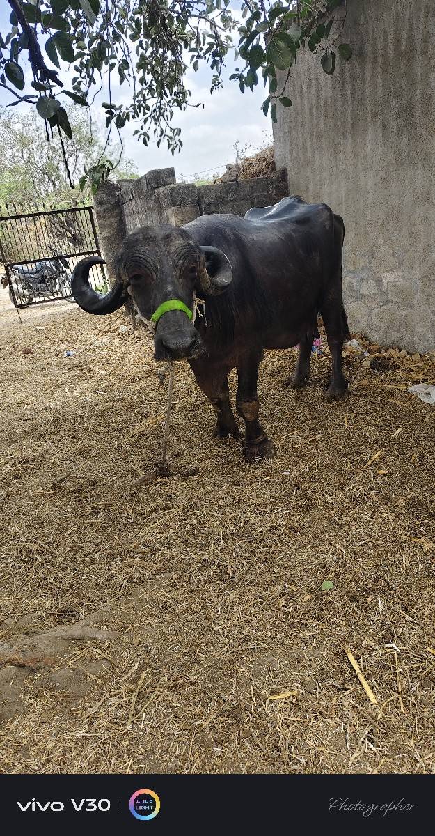 ભેંશ વેચવાની છે