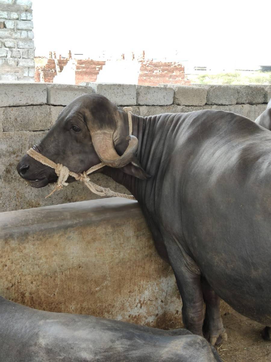 ખળેલી વેચવાની છે