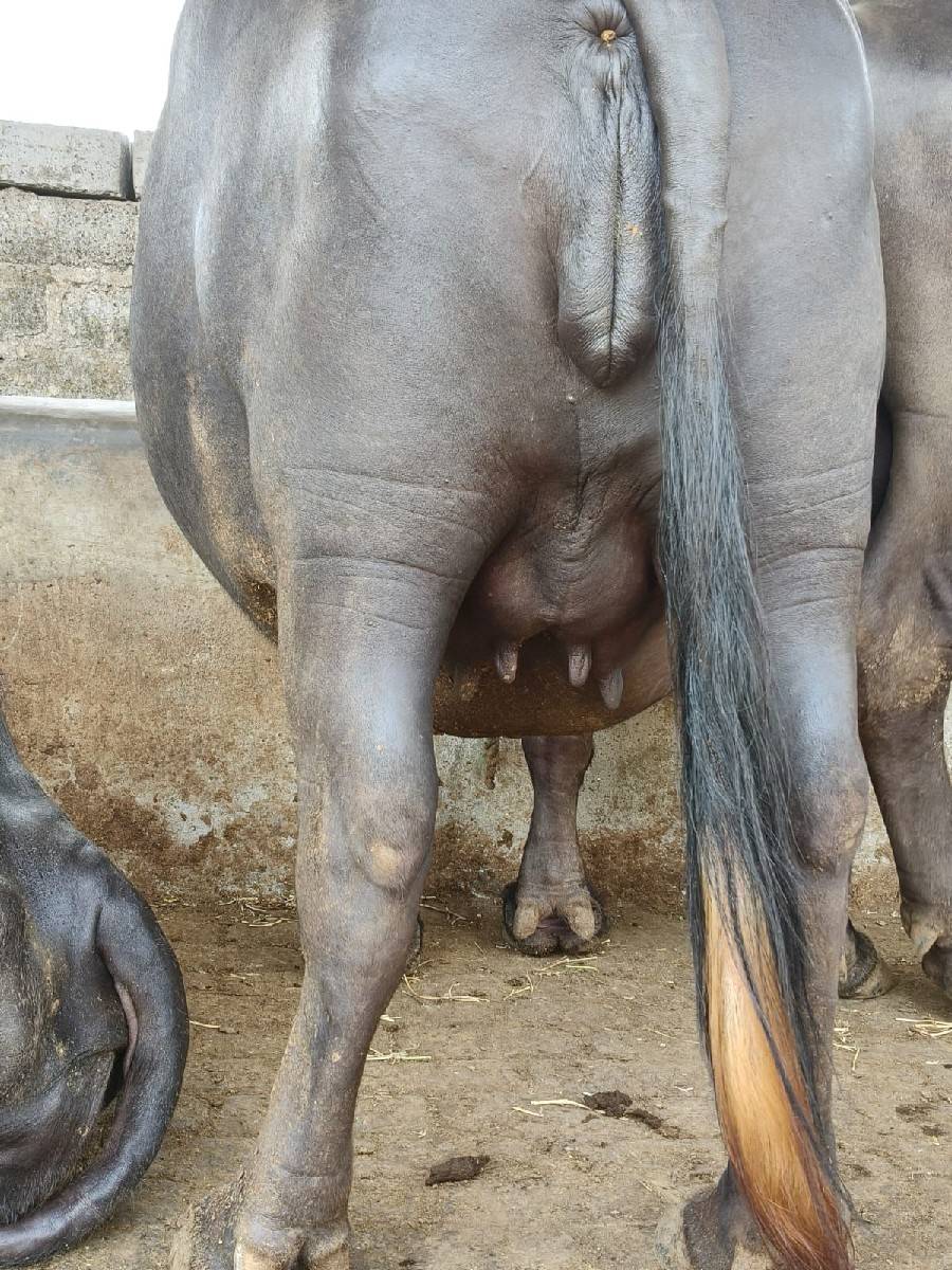 ખળેલી વેચવાની છે