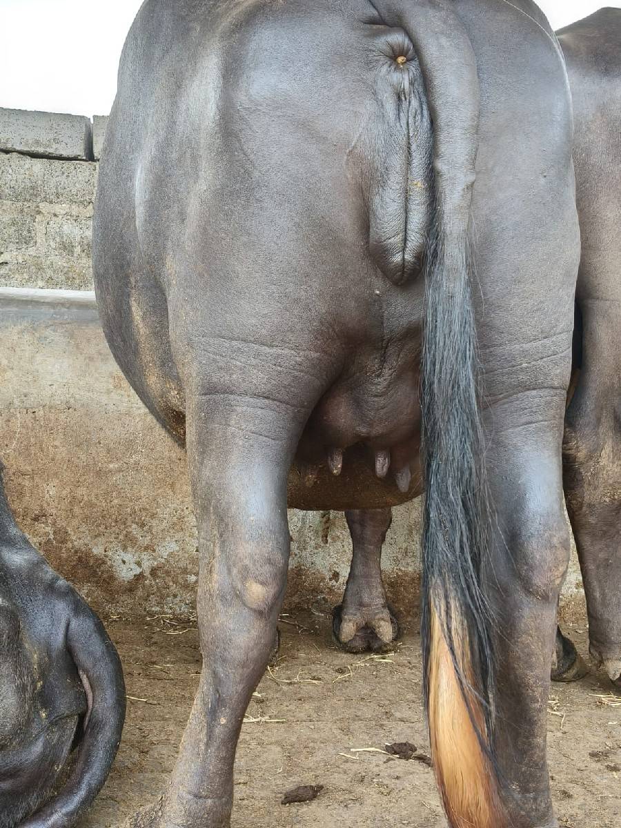 ખળેલી વેચવાની છે