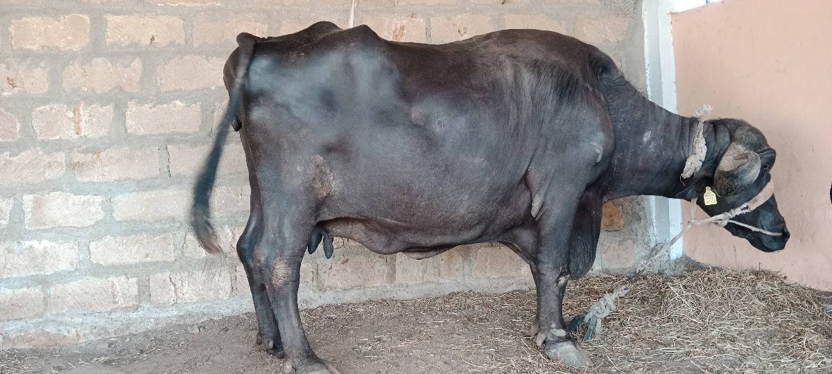 ભેસ વેચવાની છે