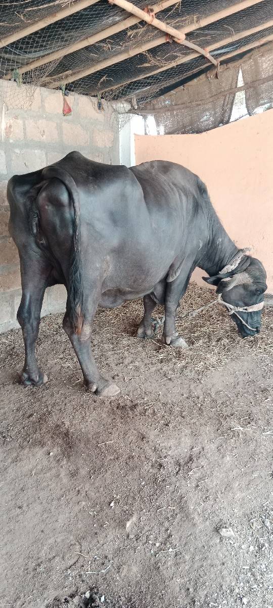 ભેસ વેચવાની છે