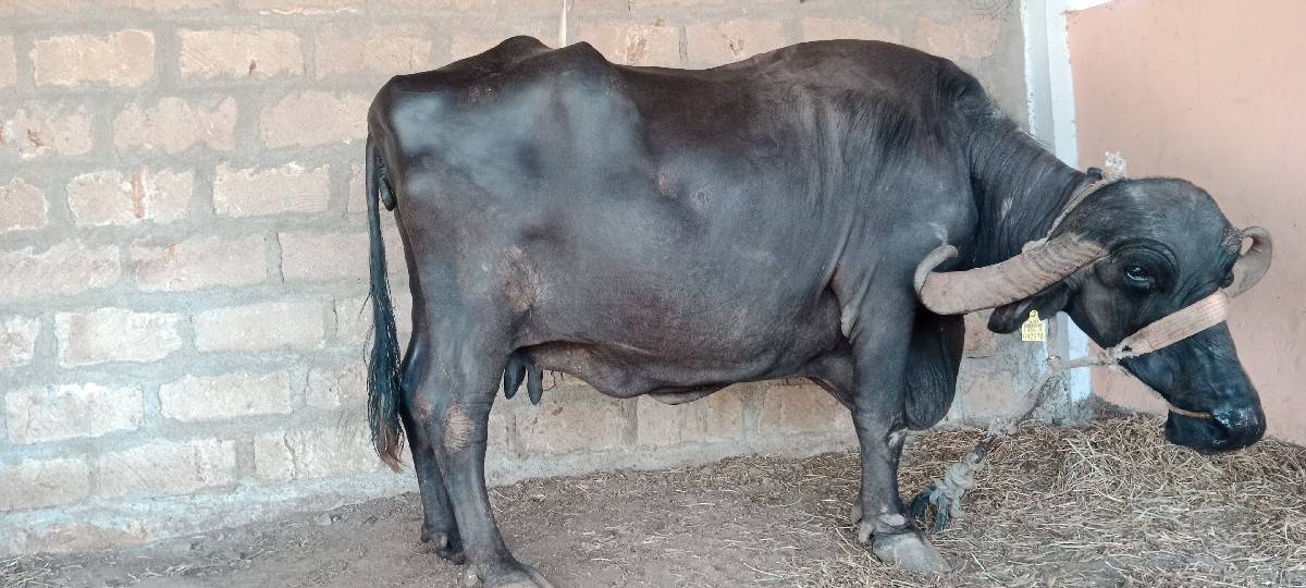 ભેસ વેચવાની છે