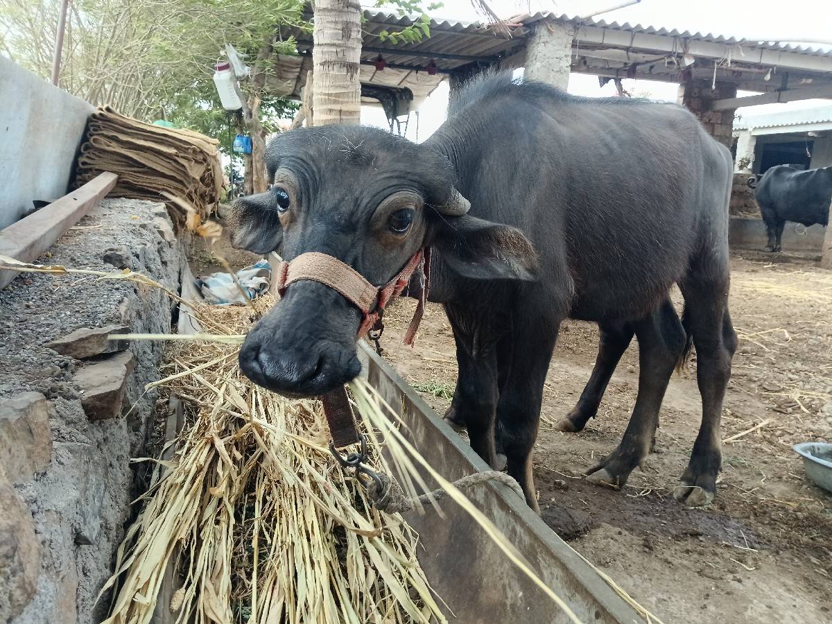પાડી વેચવા ની છે