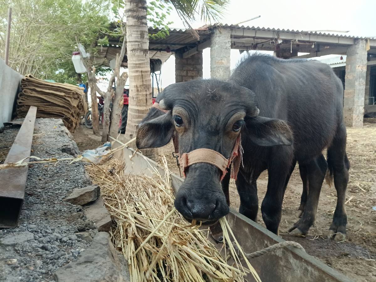 પાડી વેચવા ની છે