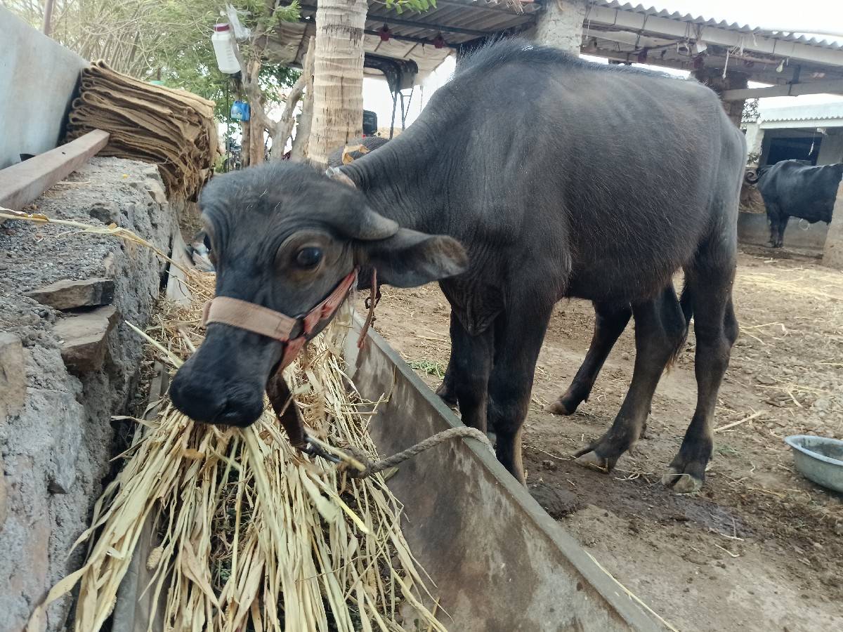 પાડી વેચવા ની છે