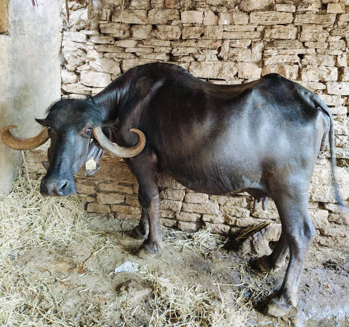 ભેંસ વેચવાની છે.