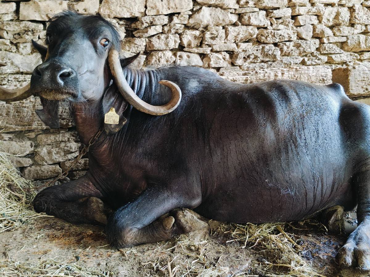 ભેંસ વેચવાની છે.