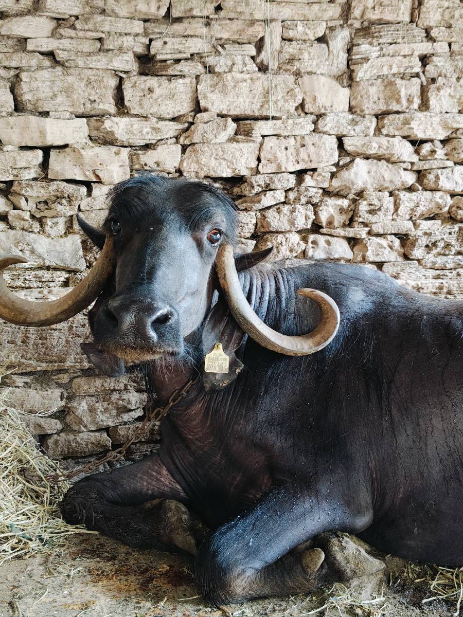 ભેંસ વેચવાની છે.